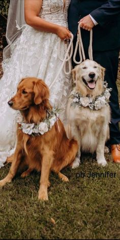 a bride and groom pose with their dogs