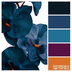 the color scheme is blue and orange, with two orchids on each one side