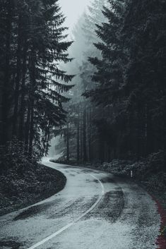 a wet road in the middle of some trees