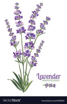 lavender flowers on a white background