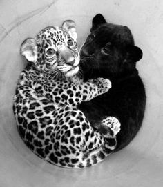 two baby leopards cuddle together in the middle of a white bowl, one black and one light brown