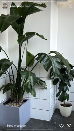 two potted plants sitting next to each other on top of tiled walls in a room