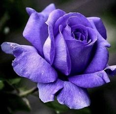 Best Roses, Lilac Roses, Wonderful Flowers, Beautiful Flowers Garden, Purple Rose