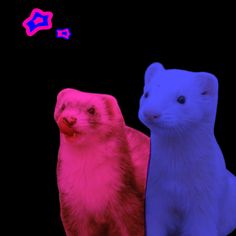 two different colored ferrets standing next to each other on a black background with pink and blue colors