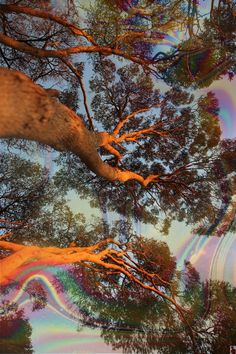 the view from below looking up at trees and rainbow - colored swirls in the sky