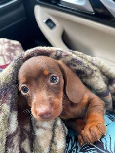 a small brown dog laying on top of a blanket in the back seat of a car