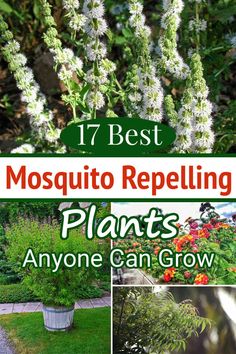 the best mosquito repelling plants anyone can grow