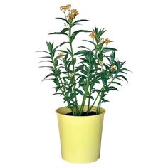 a potted plant with yellow flowers in it