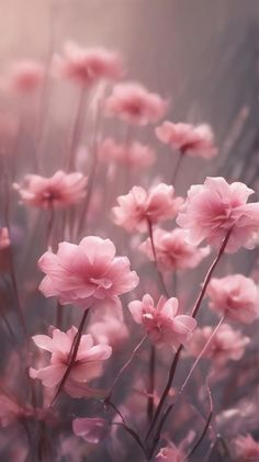 pink flowers in the middle of a field