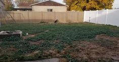 an empty backyard with grass in the foreground and a white fence on the other side