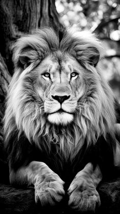 a black and white photo of a lion resting on a tree branch with its eyes open