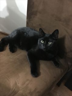 a black cat laying on top of a brown couch