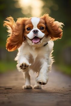 a brown and white dog running down a dirt road