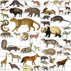 an image of different types of wild animals