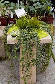 there are many plants that are growing in the planter on the table and behind them is a sign