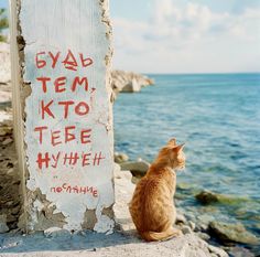 an orange and white cat sitting on top of a rock next to the ocean with graffiti written on it