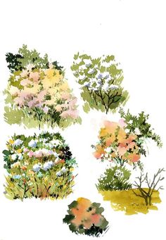 four different types of trees and shrubs in various stages of blooming, with white background