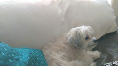 a small white dog laying on top of a couch