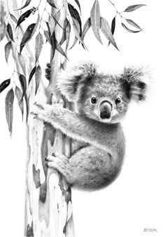 a pencil drawing of a koala bear on a tree