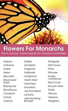 flowers for monarchs plant color, native plants for monarch butterflies