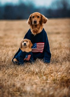 two dogs sitting in the grass wearing sweaters with an american flag design on them