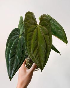 a hand holding a plant with large green leaves