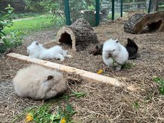 three small white and black kittens laying in hay next to a log on the ground