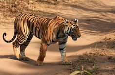 a tiger walking across a dirt road