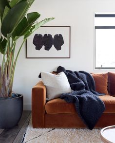 a living room with a couch, potted plant and pictures hanging on the wall