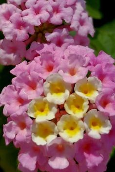 pink and yellow flowers with green leaves in the backgrounnds are blooming