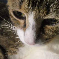 a close up view of a cat's face