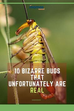 an insect with the words 10 bizarre bugs that unfortunately are real