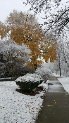 snow covers the ground and trees in front of a house with yellow leaves on it