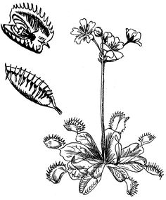 an image of flowers and leaves in black and white on a white background, vintage line drawing or engraving