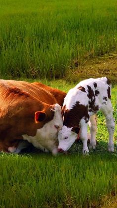 two cows nuzzle each other in the grass