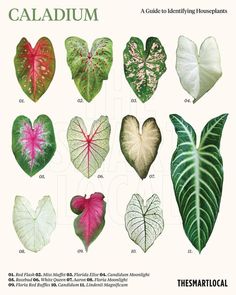 a poster with different types of leaf shapes and colors on the front of it, including heart shaped leaves