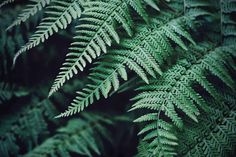 close up view of green leaves in the forest