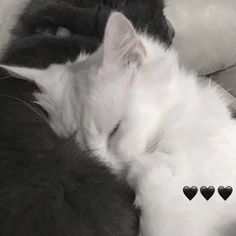 a black and white cat sleeping on top of a couch with hearts drawn on it