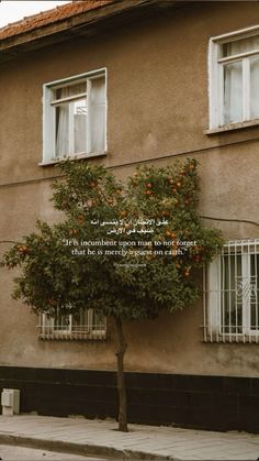 an orange tree in front of a building with a quote written on the window sill