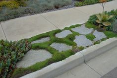 a stone walkway with green moss growing on it and plants in the corner next to it