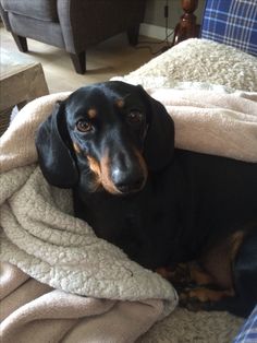 a black and brown dog laying on top of a bed under a blanket in a living room