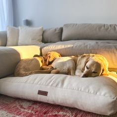 two dogs laying on pillows in front of a couch