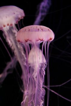 some very pretty jellyfish in the water