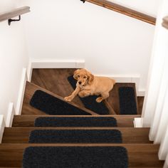 a dog is sitting on the stairs looking up