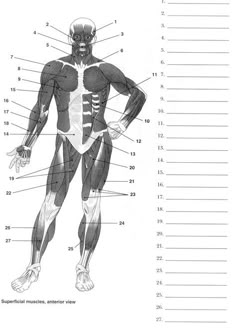 the muscles are labeled in this diagram, with labels for each part of the body