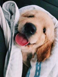 a close up of a dog laying under a blanket