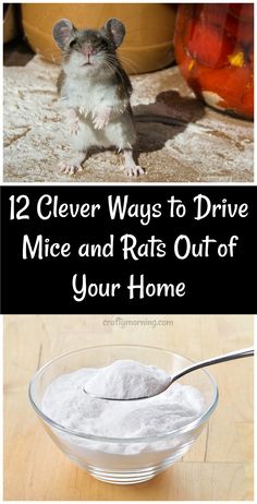 a mouse sitting in a glass bowl next to a wooden table with text overlay reading 12 clever ways to drive mice and rats out of your home