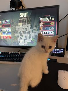 a white kitten sitting on top of a desk next to a computer