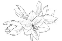 the outline of a flower on a white background royalty illustration