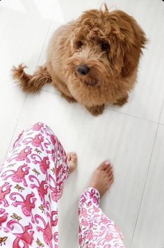 a brown dog sitting on top of a white floor next to a woman's legs